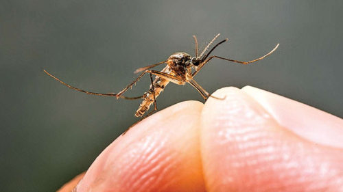 Dengue: Debunking the 5 Most Common Myths
